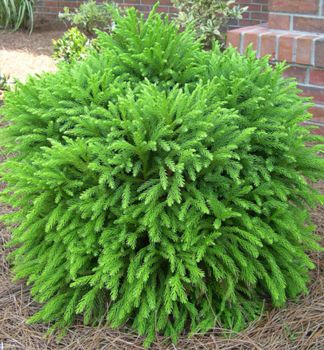 Kryptomrie japonsk GLOBOSA NANA 30-40 cm, kont. 5 l