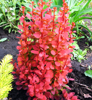 Dil Thunbergv ORANGE ROCKET 40-50 cm, kont. 2,5 l