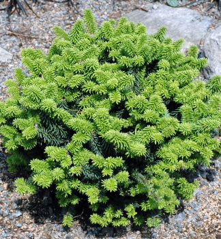 Jedle balz�mov� �PICCOLO� 15-20 cm, kont. 2,5 l