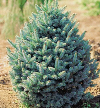Jedle plstnatoplod COMPACTA 20-30 cm, kont. 5 l