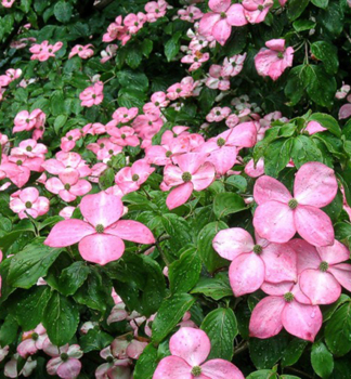 Sv�da japonsk� �SATOMI� 60-80 cm, kont. 7 l