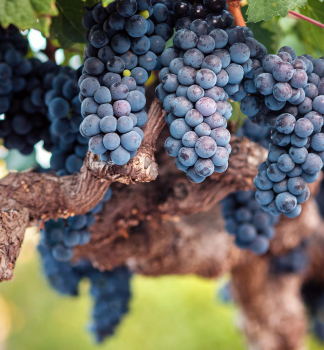Vinn rva motov CABERNET SAUVIGNON, zemn bal