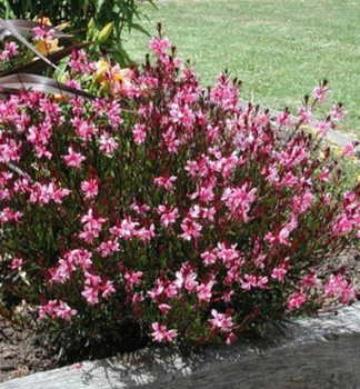 Gaura Lindheimeri CHERRY BRANDY kont. 0,5 l