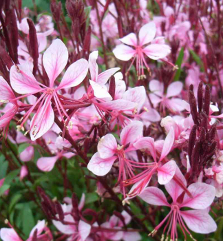 Gaura Lindheimeri CHERRY BRANDY kont. 0,5 l