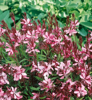 Obrzok (7)