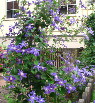 Plamnek ARABELLA 40-50 cm, kont. 1,6 l, vyvzan