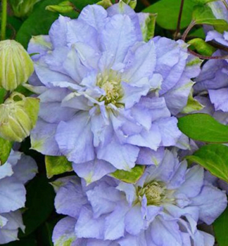  Plamnek velkokvt AZURE BALL 40-50 cm, kont. 2 l