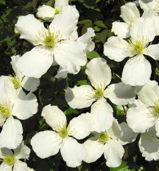 Plamnek horsk GRANDIFLORA 50-60 cm, kont. 2 l