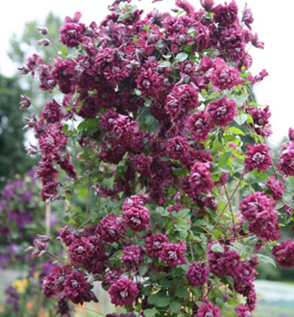 Plamnek plnokvt 'PURPUREA PLENA ELEGANS' 40-50 cm, kont. 2 l