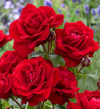 R��e mnohokv�t� �NINA WEIBULL��, kont. 3 l