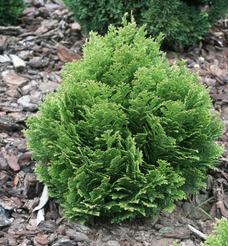 Obrzok (3)