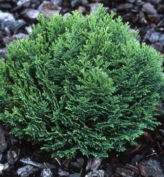 Cypiek Lawsonv MINIMA GLAUCA 15-20 cm, kont. 2 l