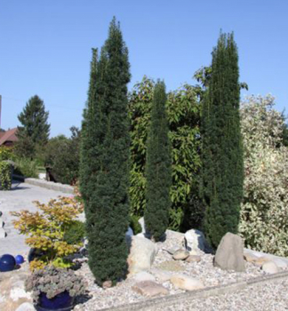 Tis erven FASTIGIATA ROBUSTA 60-70 cm, kont. 5 l