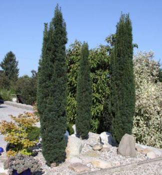 Tis obecn FASTIGIATA ROBUSTA 40-50 cm, kont.  2 l