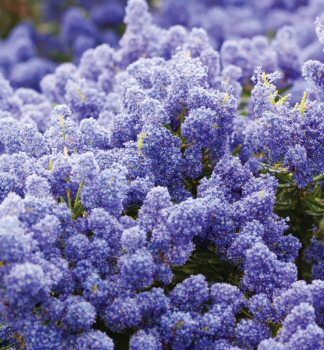 Zpodod�r (Latnatec) �VICTORIA� 20-30 cm, kont. 2 l