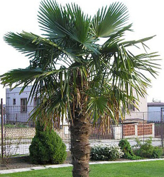 umara konopn (Trachycarpus fortunei) 15-20 cm, kont. 1,5 l