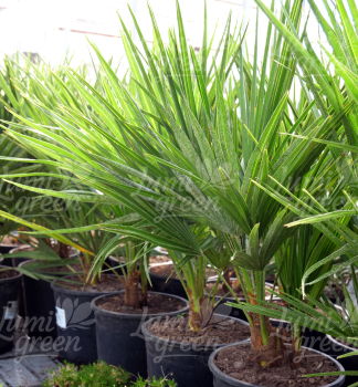 Obr�zok (2)