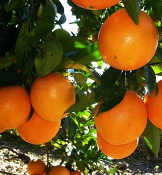 Pomerančovník ´NEWHALL´ 60-70 cm, kont. 2 l