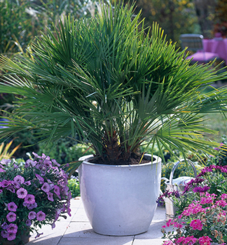 umara nzk (Chamaerops humilis), 80-100 cm, kont. 18 l