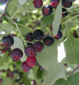 Muchovnk Lamarckv (Amelanchier) BALLERINA 40-50 cm, kont. 5 l