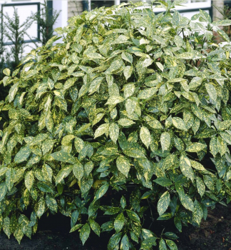 Obr�zok (5)