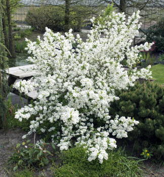 Hroznovec NIAGARA 40-50 cm, kont. 2 l