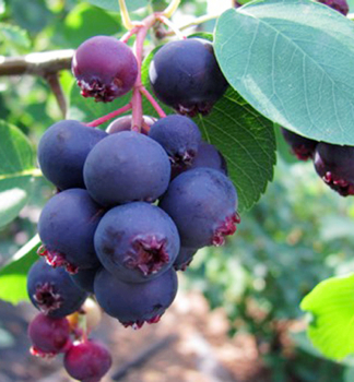 Muchovnk ololist (Amelanchier) 'SMOKY' 40-50 cm, kont. 0,5 l
