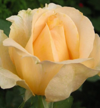 Růže velkokvětá keřová ´CASANOVA´ *** 15-20 cm, zemní bal