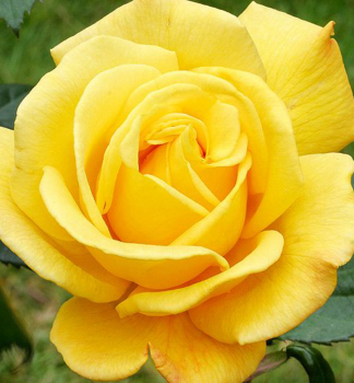 Růže velkokvětá keřová ´GOLDEN PARFUM´ **** 15-20 cm, zemní bal