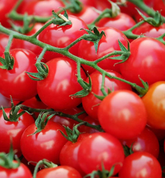Supersladké cherry rajčata 'SUPER SWEET F1' 1 ks v kont. 0,3 l