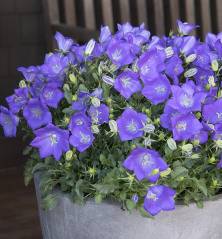 Zvonek karpatsk� �PEARL BLUE� kont. 1 l