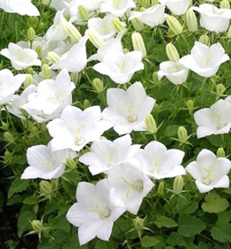 Zvonek karpatsk� �PEARL WHITE� kont. 1 l