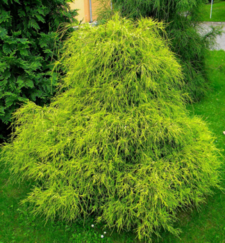 Cypiek hrachonosn FILIFERA AUREA 30-40 cm, kont. 2,5 l