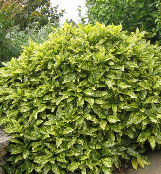 Aukuba japonsk 'VARIEGATA' 20-30 cm, kont. 2,5 l