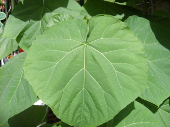 Obrzok (3)