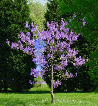 Paulovnie plstnat 190-210 cm, kont. 10 l