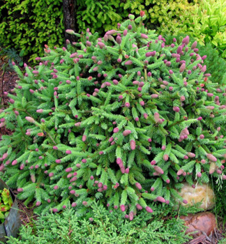 Smrk obecn ACROCONA 20-30 cm, kont. 2 l