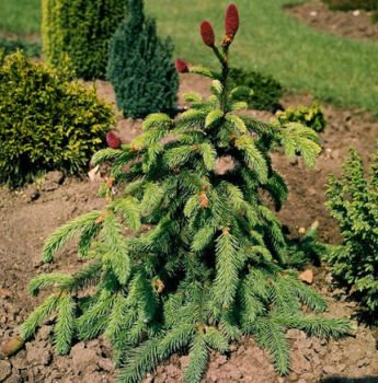 Smrk obecn ACROCONA 50-60 cm, kont. 7,5 l