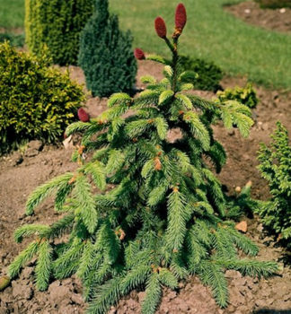 Smrk obecn� �ACROCONA� 50-60 cm, kont. 7,5 l