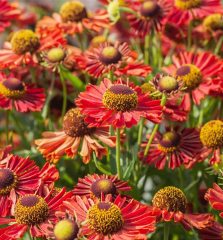 Helenium RANCHERA kont. 0,5 l