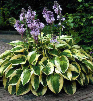 Hosta (Bohyka) WIDE BRIM kont. 0,5 l