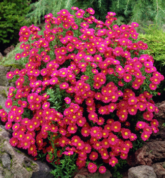 Hvzdnice novobelgick CRIMSON BROCADE kont. 0,5 l