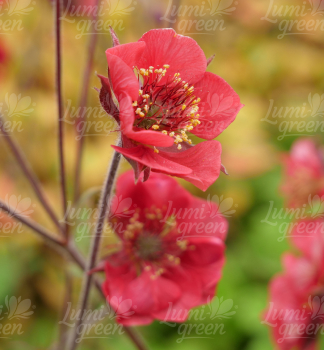 Obr�zok (11)