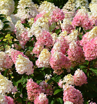 Hortenzie latnat SUNDAE FRAISE 10-15 cm, kont. 0,5 l