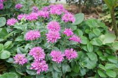 Obr�zok (1)