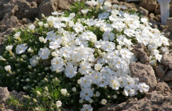 Obrzok (3)