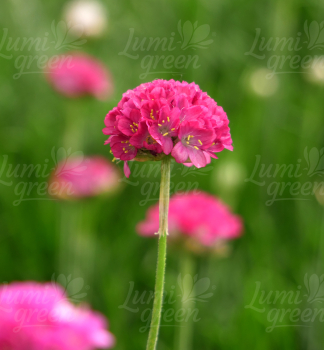 Obr�zok (8)