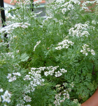 Koriandr set� �CARIBE� kont.  l