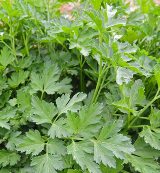 Petr�el hladkolist� �GRANDEUR�ITALIA� kont. 1 l