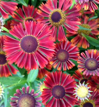 Helenium MARIACHI SIESTA kont. 0,5 l